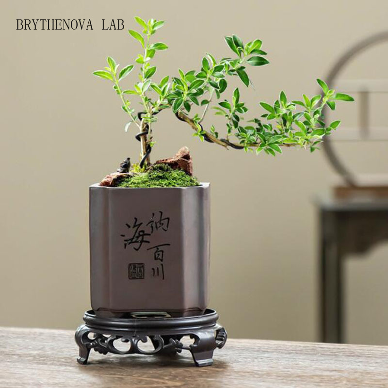 Bonsai Garden Europe - Vaso per Bonsai in Argilla Viola
