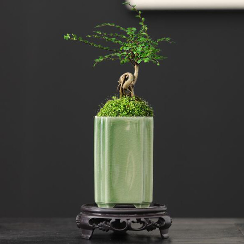 Bonsai Garden Europe - Porcellana quadrata Celadon smaltata orchidea vaso