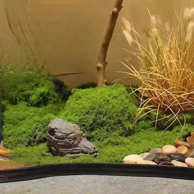 Muschio Eterno 200g per Artigi - Landscape Bonsai Garden recensione e prezzo