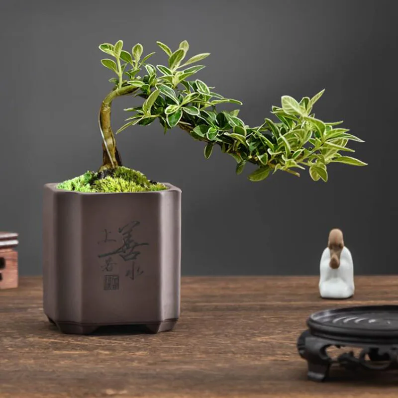 Vaso per Bonsai in Argilla Vio - Bonsai Garden Europe recensione e prezzo