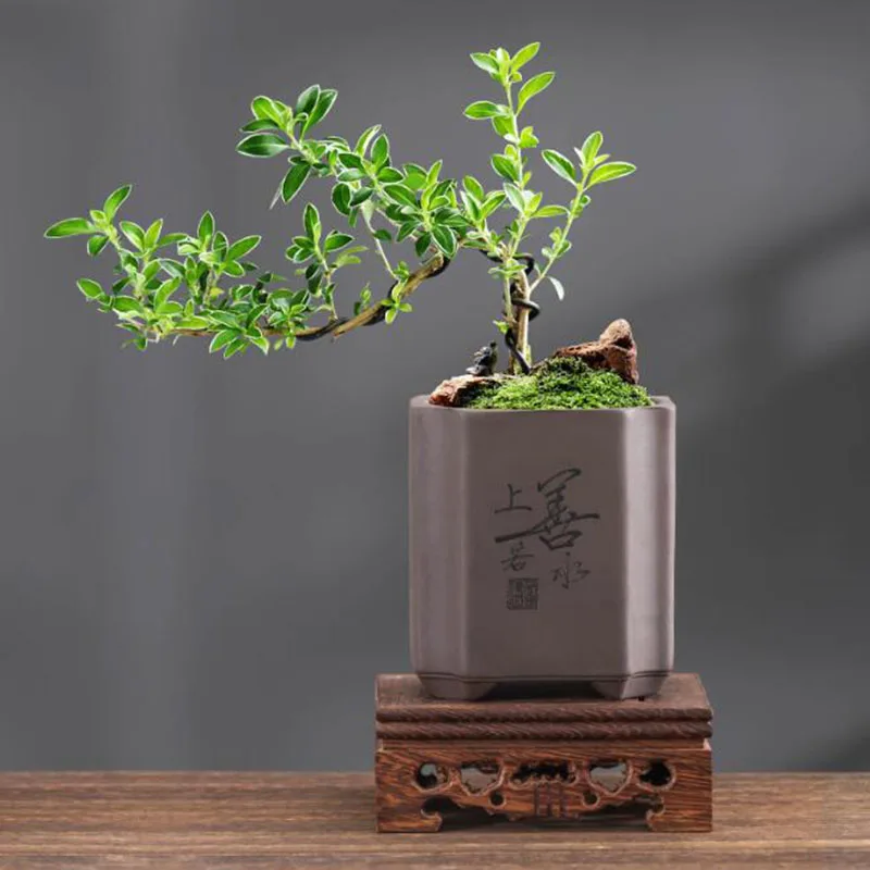 Vaso per Bonsai in Argilla Vio - Bonsai Garden Europe recensione e prezzo