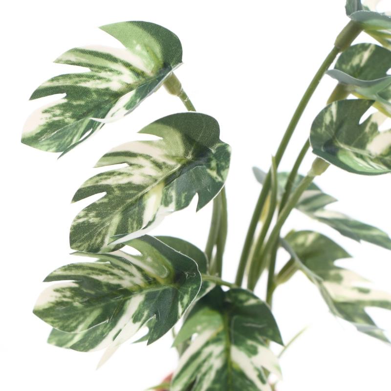 Offerta Speciale: Pianta Verde - Bonsai Garden For Sale recensione e prezzo