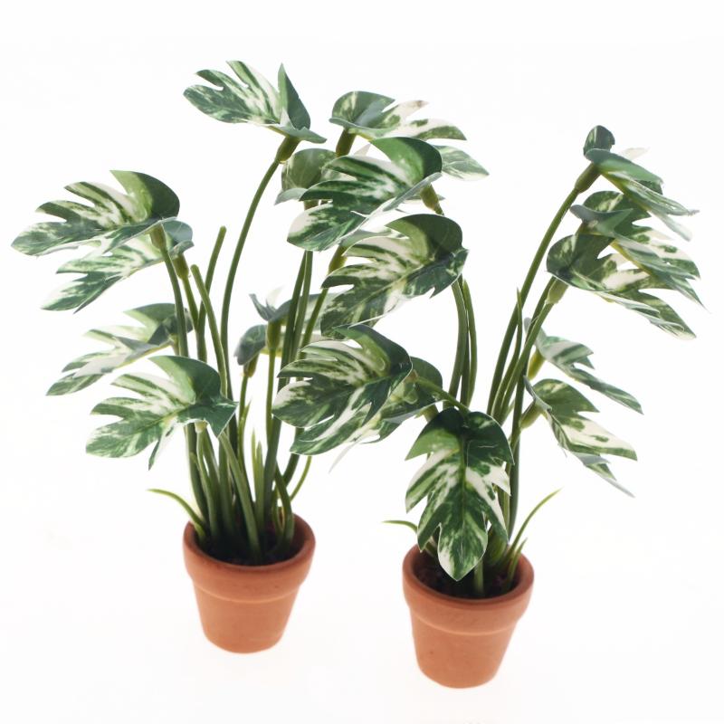 Offerta Speciale: Pianta Verde - Bonsai Garden For Sale recensione e prezzo