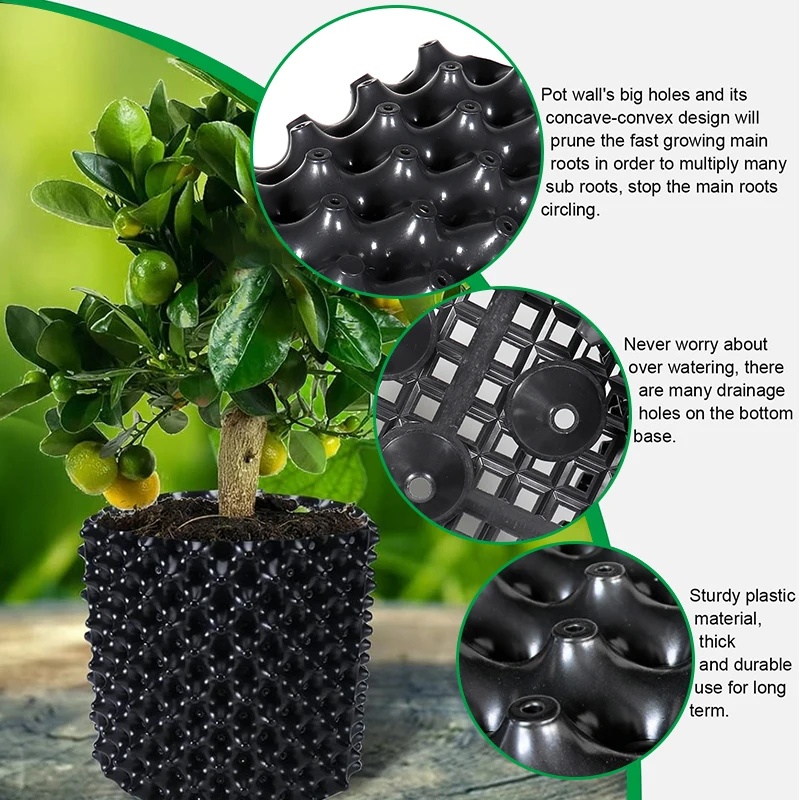Vaso per il controllo delle ra - Bonsai Garden Nursery recensione e prezzo
