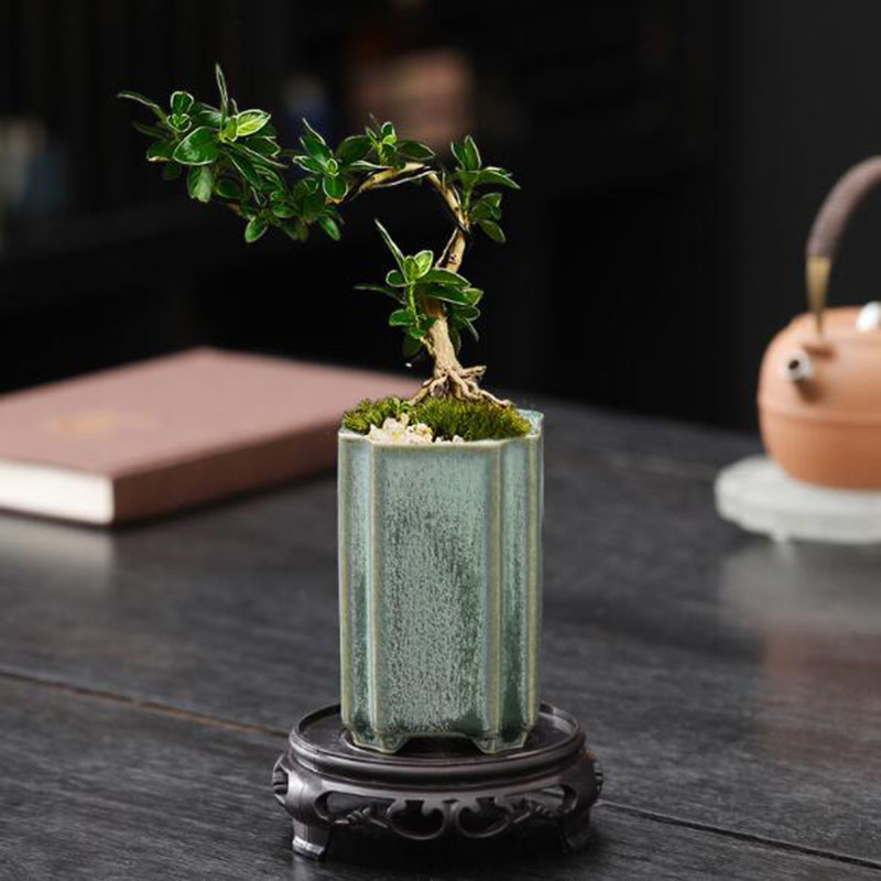 Porcellana quadrata Celadon sm - Bonsai Garden Europe recensione e prezzo