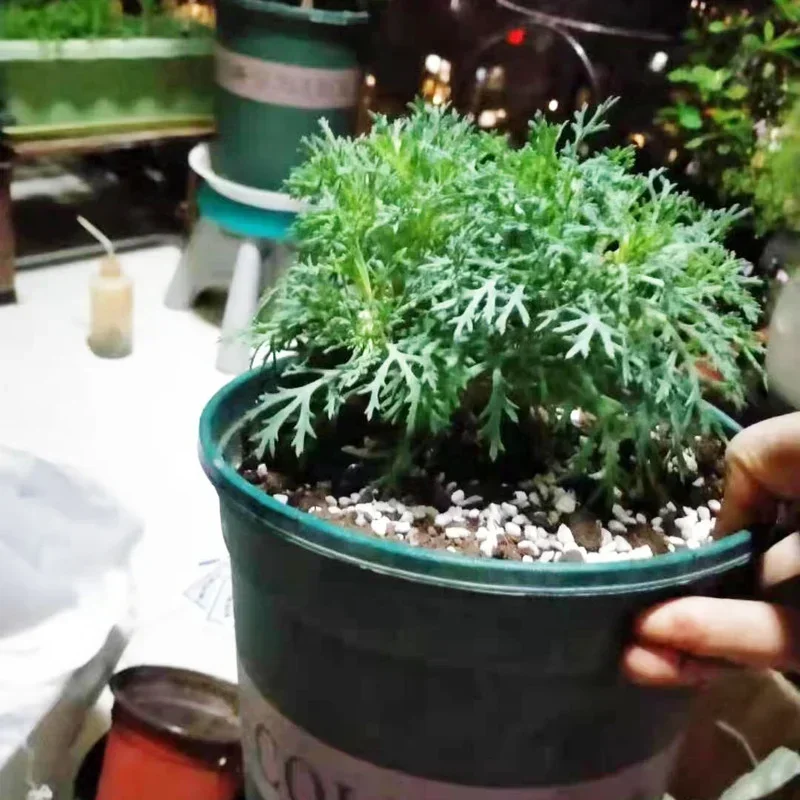 1L/2L Perlite Pellet Configura - Bonsai Garden Nursery recensione e prezzo