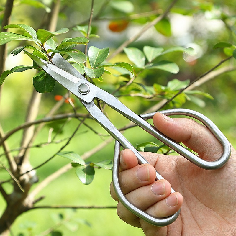 Forbici per foglie tenere Stru - Bonsai Garden Knife recensione e prezzo