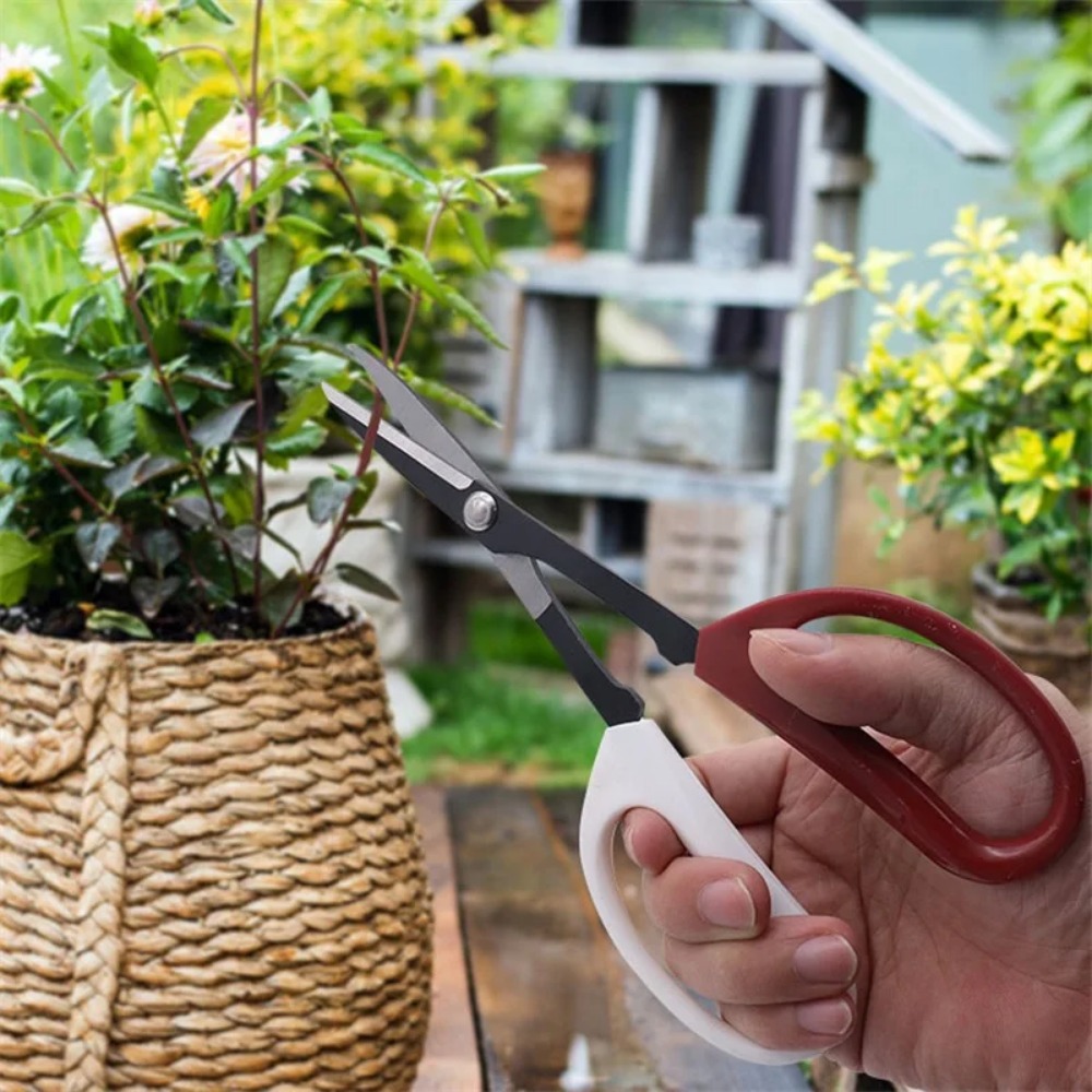 Strumento per bonsai Forbici c - Bonsai Garden Knife recensione e prezzo