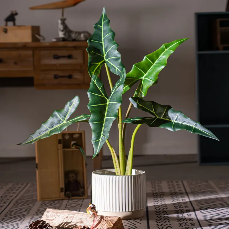 Offerta Speciale: Piccolo Bons - Bonsai Garden For Sale recensione e prezzo