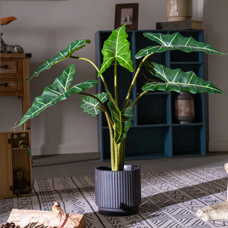 Offerta Speciale: Piccolo Bons - Bonsai Garden For Sale recensione e prezzo